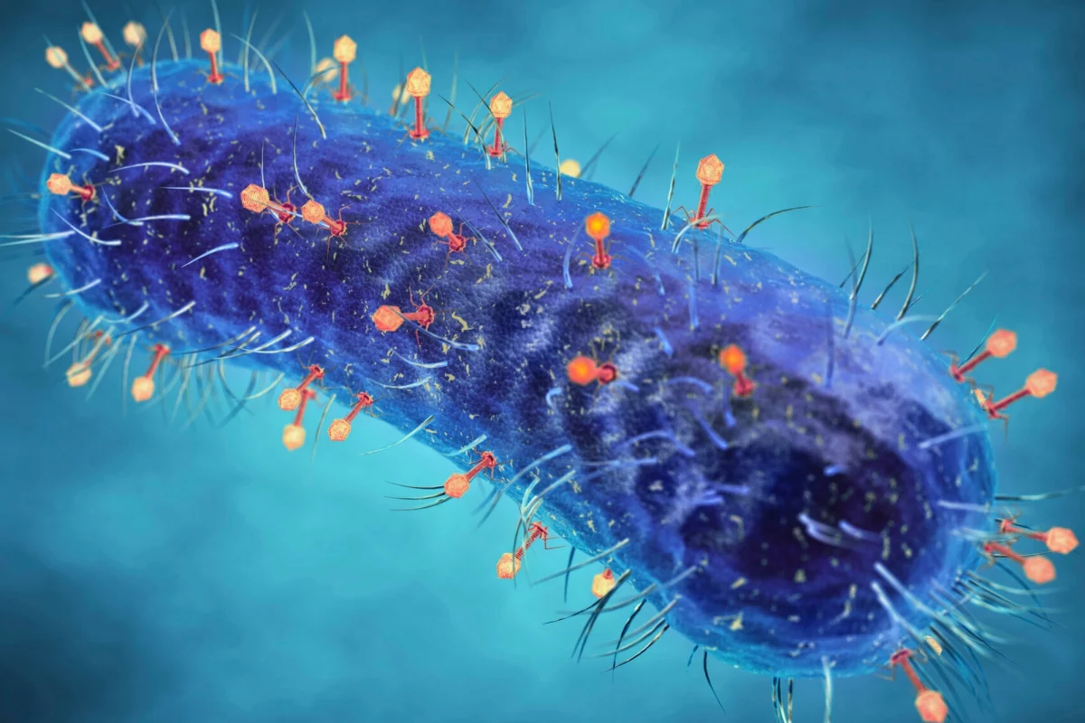 Illustration of prophage covering a bacterial cell