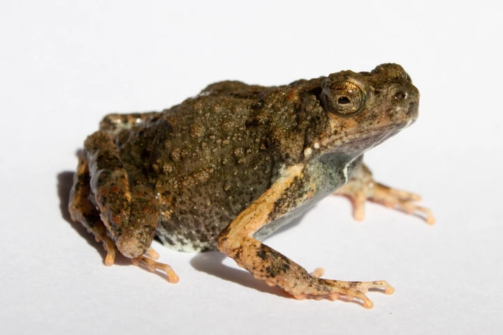 The Tungara frog, aka Engystomops pustulosus