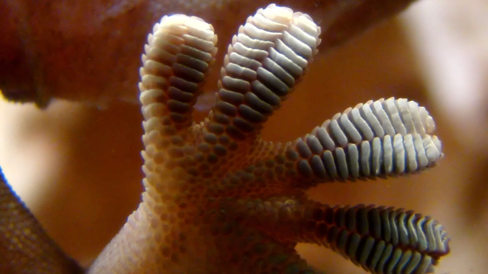 A gecko's foot is covered with thousands of tiny hairs that can instantly become "sticky" (Photo: Bjørn Christian Tørrissen)