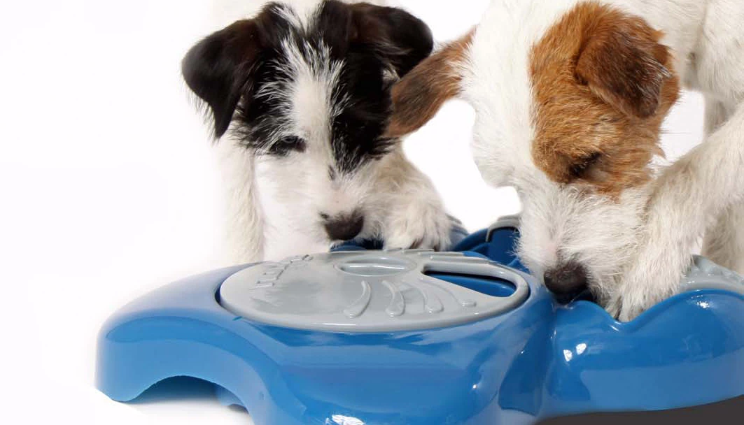 Aikiuo interactive bowl for dogs