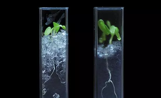 Lettuce grown in transparent soil developed by researchers at the James Hutton Institute and the University of Abertay Dundee in Scotland