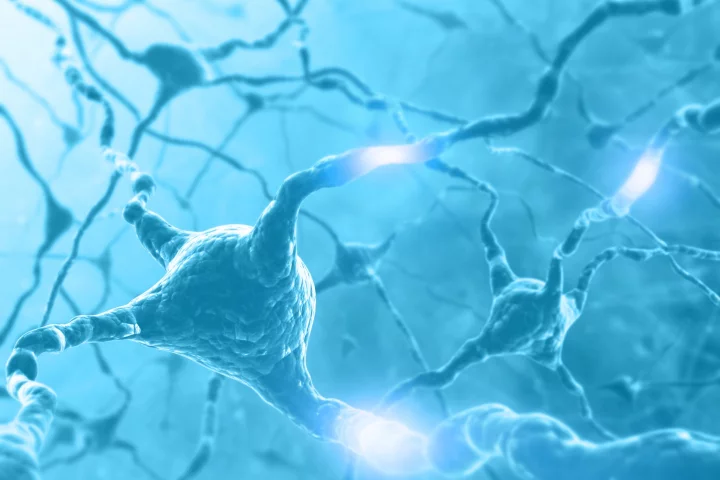 Researchers at the University of Michigan have found a molecule that may be a potential target in new treatments to slow aging