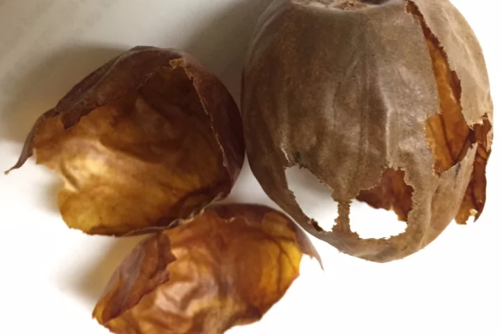 The team will begin investigating how the natural compounds in avocado seed husks could lead to better medications
