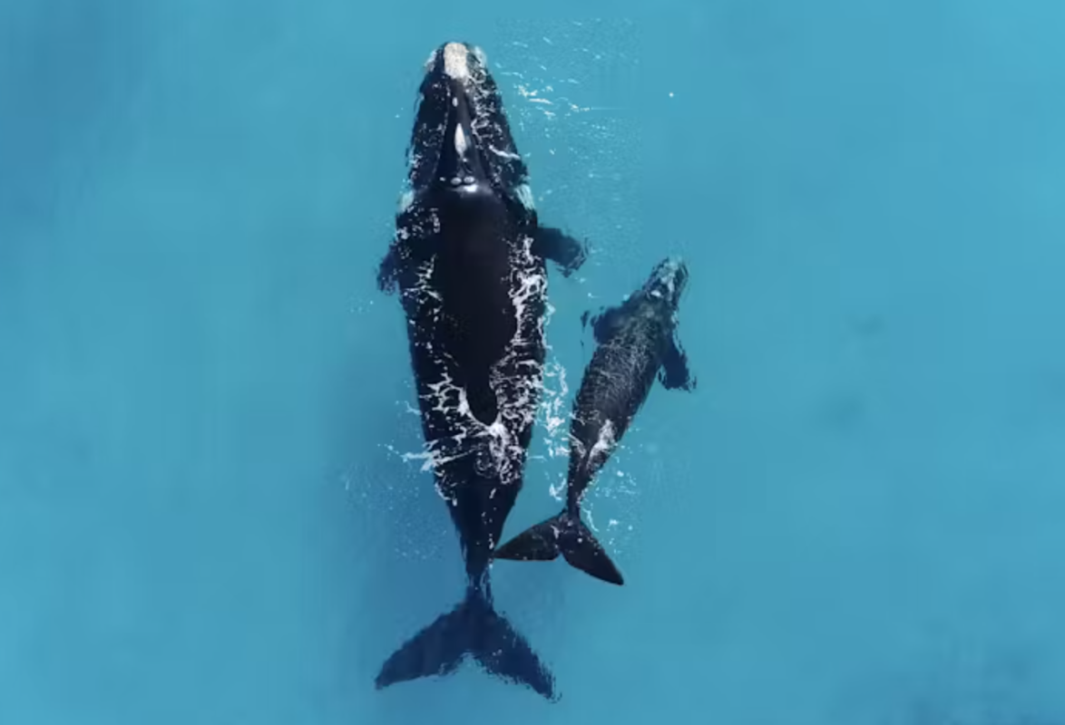 These whale mothers float upside-down for a very good reason