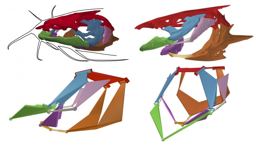 Bones of the channel catfish skull (top) and corresponding 17-link mechanism (bottom)