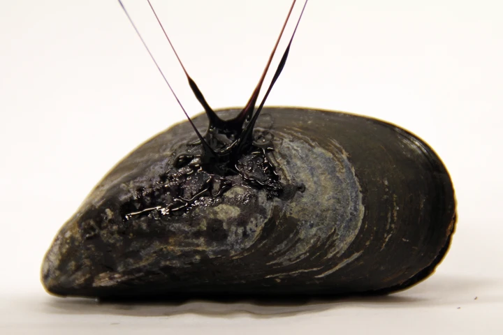 A mussel, with fibers of the synthetic adhesive gel attached to it (Photo: Tara Fadenrecht, Niels Holten-Andersen)