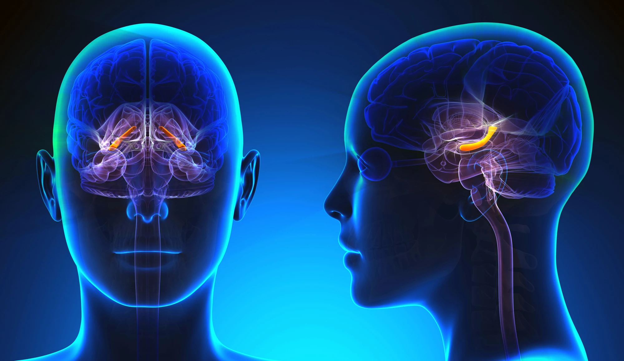 The hippocampus of the brain is shown in orange