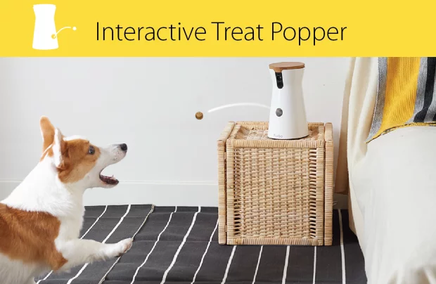 The treat popper plays a game of close-range fetch with your dog