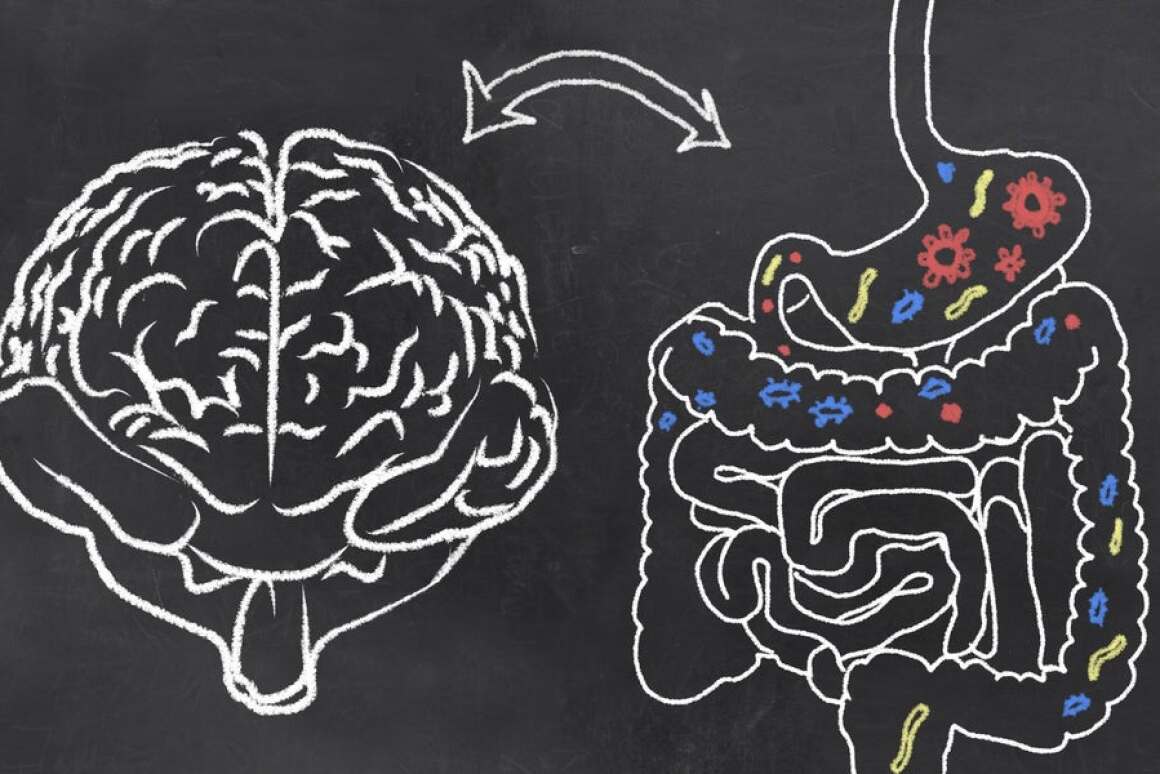 The study found personality traits such as sociability could be linked to certain gut bacteria species