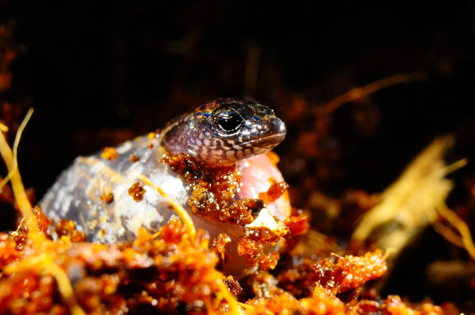 Scientists have witnessed a female three-toed skink laying eggs and giving live birth in the same litter, the first time such an event has been documented