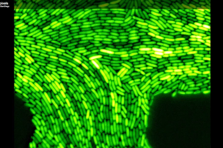Bioluminescent bacteria fluorescing in sync within a biopixel