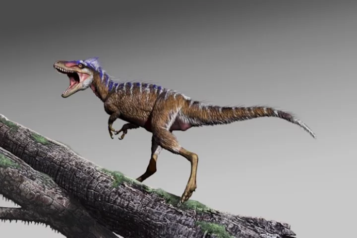 A newly-discovered species of tyrannosaur, named Moros intrepidus, was tiny at just 1.2 m (3.9 ft) tall and weighing only 78 kg (172 lb)