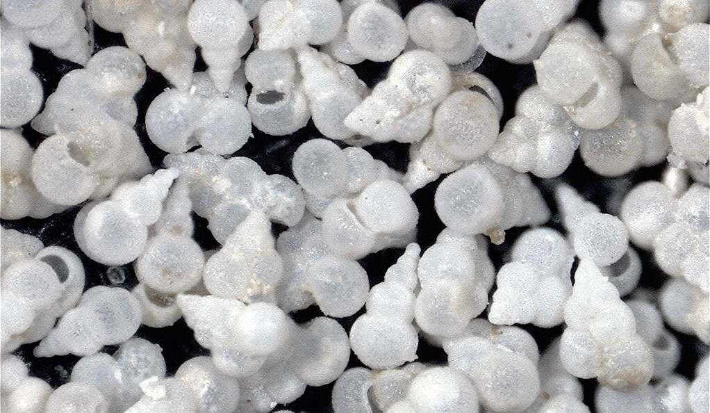 Microscopic fossils of creatures called foraminifera, which have revealed that ocean acidification was responsible for the extinction of marine life after the asteroid that killed the dinosaurs