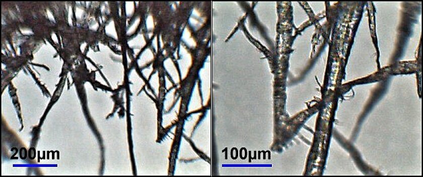 Micrographs of cellulose fibers from wood pulp