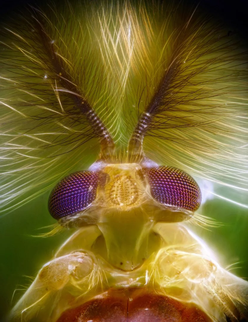 Image of Distinction: Mosquito Chironomidae