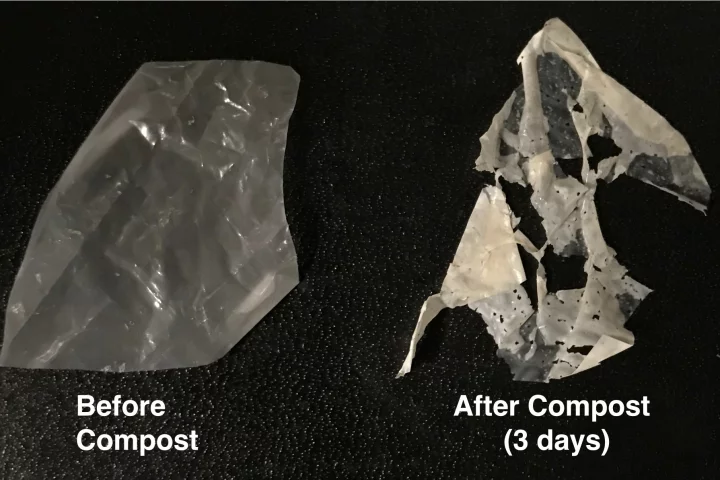 A sample of the new enzyme-embedded degradable plastic, before and during composting