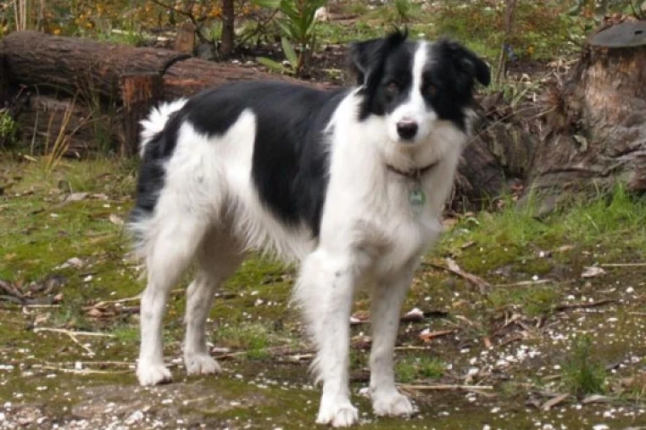Makes traditional pet tags obsolete