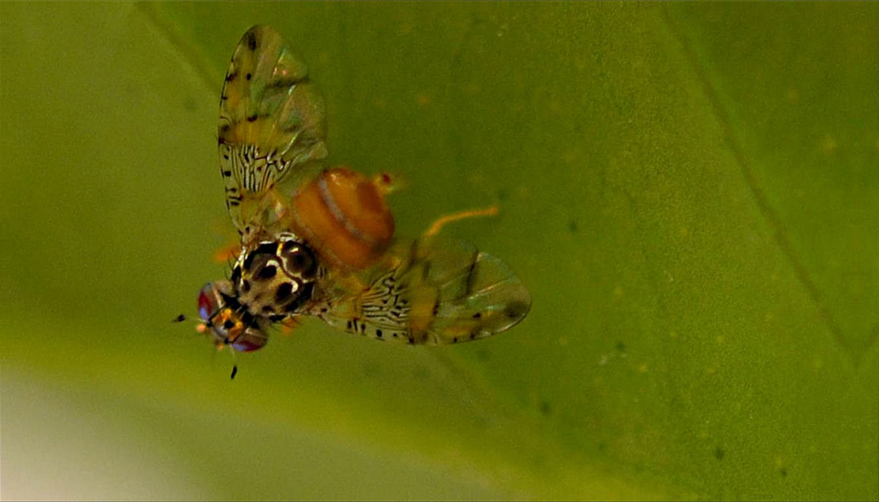 UEA and Oxitec are now seeking approval for open-field trials of the technology (Photo: Oxitec)