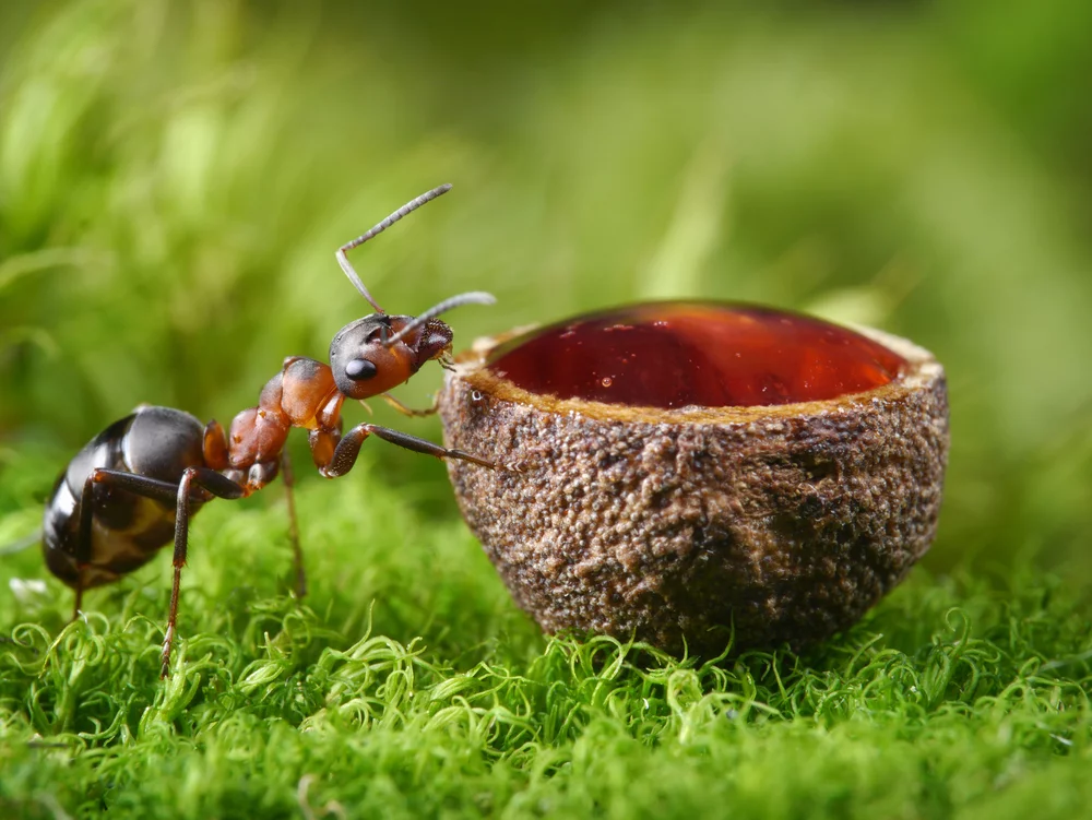 Each bottle of Anty-gin will be infused with the essence of around sixty-two red wood ants