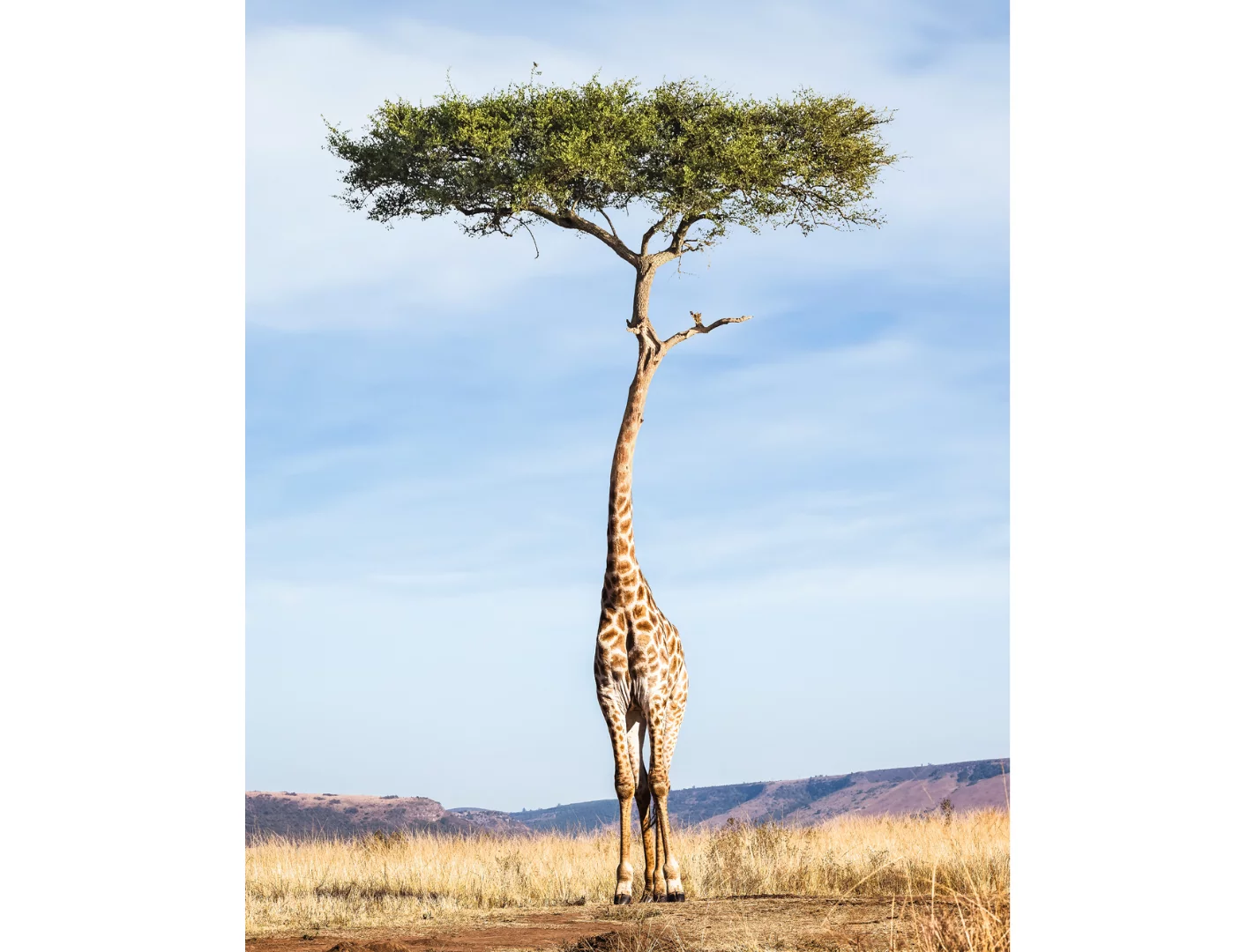 Tree Giraffe (Credit: Justin Peters CC BY-NC-ND 4.0)