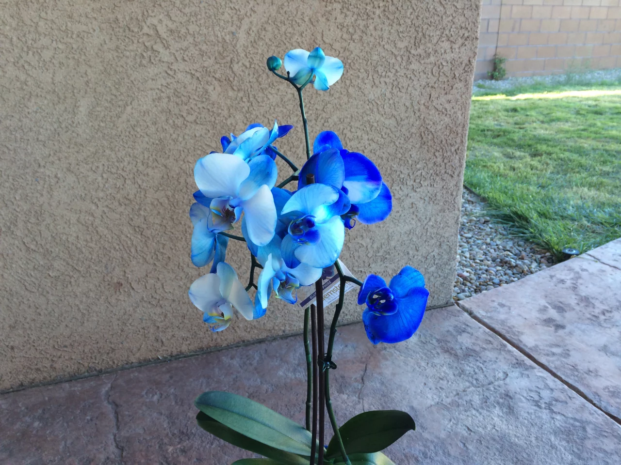 Shot in direct outdoor lighting