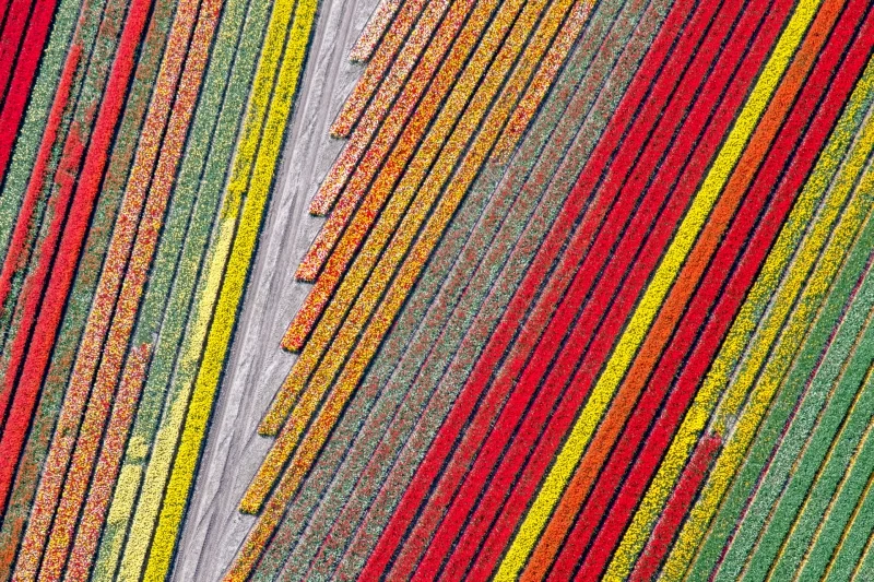 Flower Texture: Commended in the Abstract category