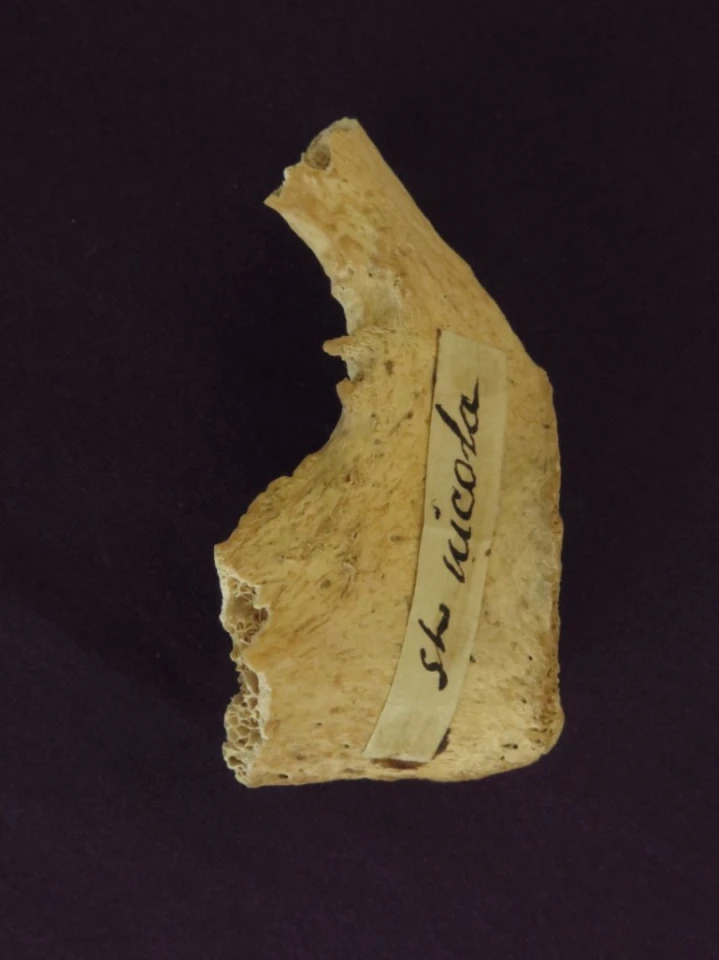 Relic of St Nicholas (pelvis fragment) at St. Martha of Bethany Church/Shrine of All Saints, Morton Grove IL, USA