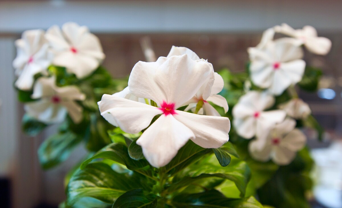 The periwinkle plant, also known as Catharanthus roseus, produces several compounds with medicinal properties, including the anticancer drug vinblastine (Image: Patrick Gillooly)