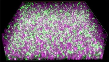 The new material (purple) is a hydrogel that can support bacteria and conduct the electrons (green) that they produce