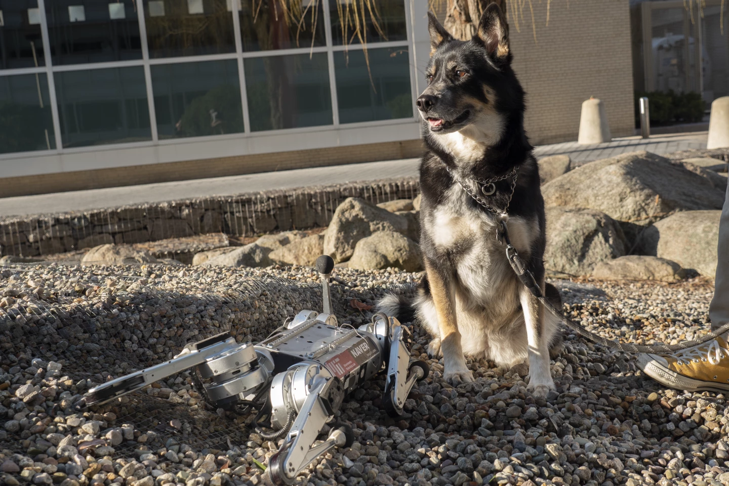 Robotic mini cheetah (left) and a real dog (right)