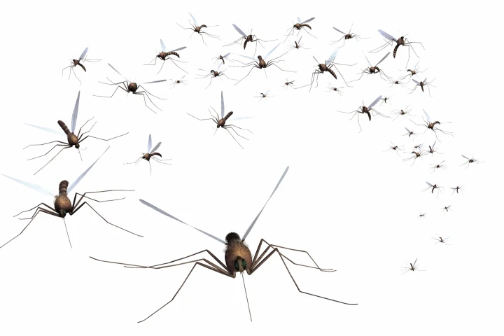High speed cameras have uncovered the strange mechanisms behind mosquito flight