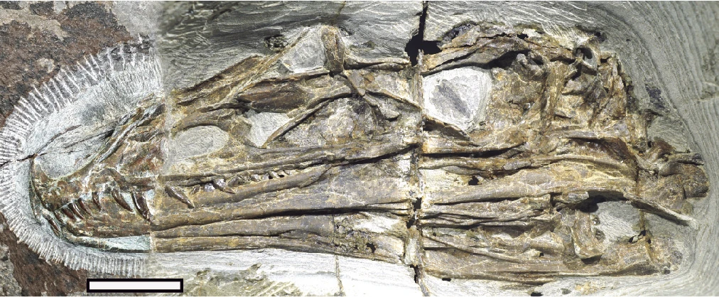The skull of the dinosaur Caihong juji has been likened to a Velociraptor