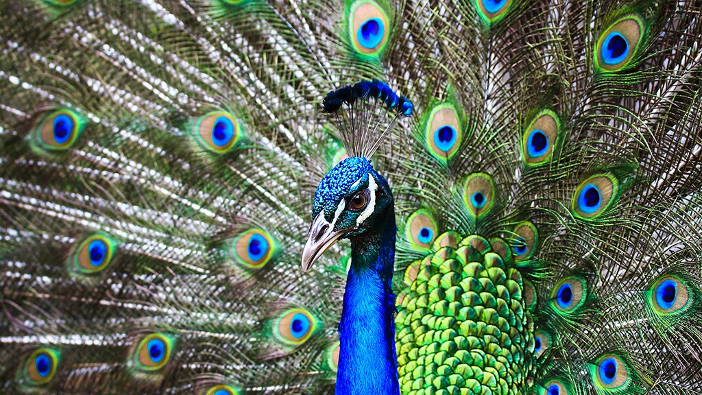 Unlocking color mechanism of peacock’s feathers could lead to nextgen