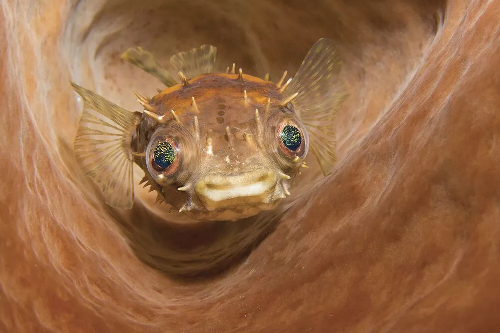 2nd Place - Compact. Lembeh Strait, Indonesia. A porcupine fish hiding inside a barrel sponge