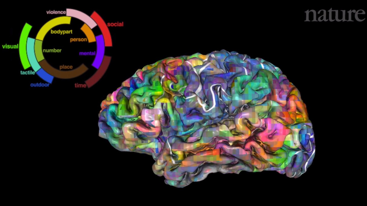 The results revealed that while everyone's brain is, of course, different, patients shared broadly similar language maps, with types of word arrayed in a roughly similar manner across the brains of the different participants