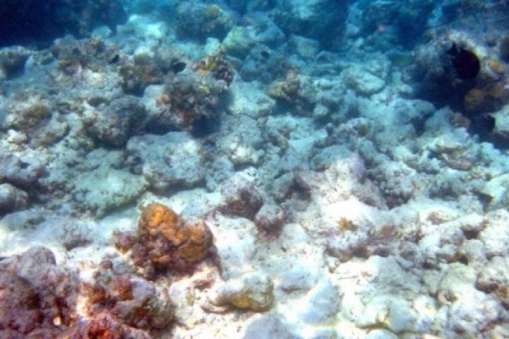 A part of Moofushi coral reef hit by coral bleachingPic credit: Bruno de Giusti