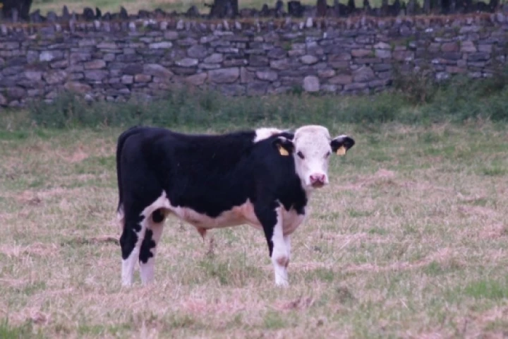Nature's SUV in its natural habitat. Between 57.1 and 117.9 million metric tonnes of carbon dioxide equivalents are emitted annually from undigested animal manure