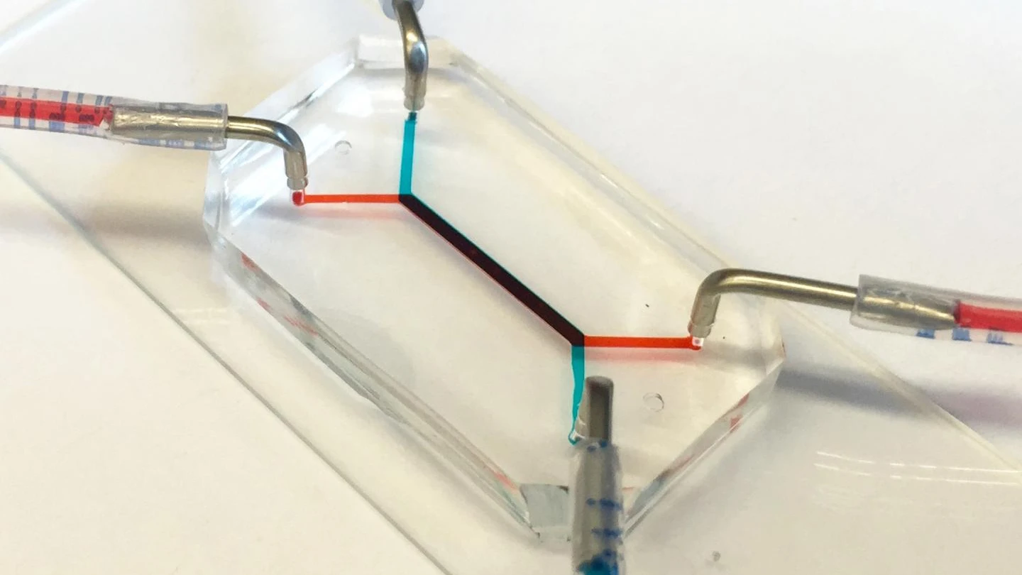 The new device is able to accurately simulate the development of the placental barrier