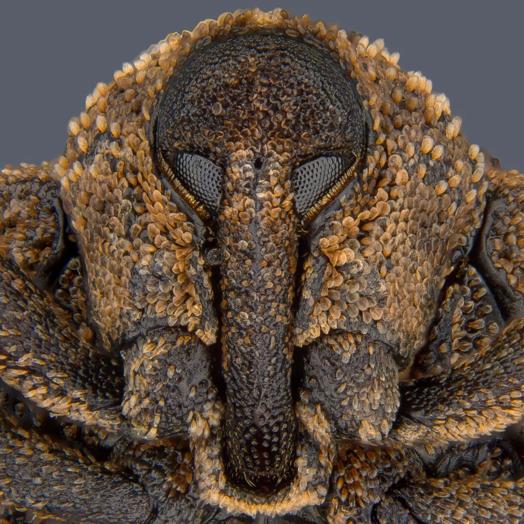 8th Place, Portrait of Sternochetus mangiferae (mango seed weevil)