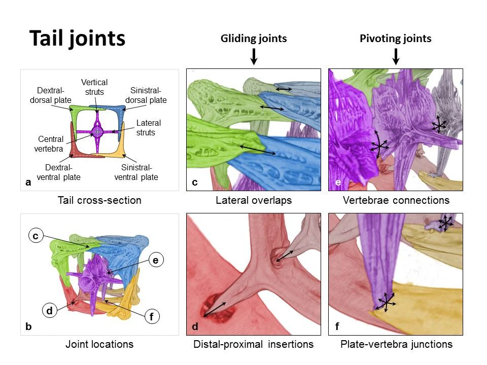 The structure of a seahorse tail (Image: Joanna McKittrick research group/Jacobs School of Engineering at UC San Diego)