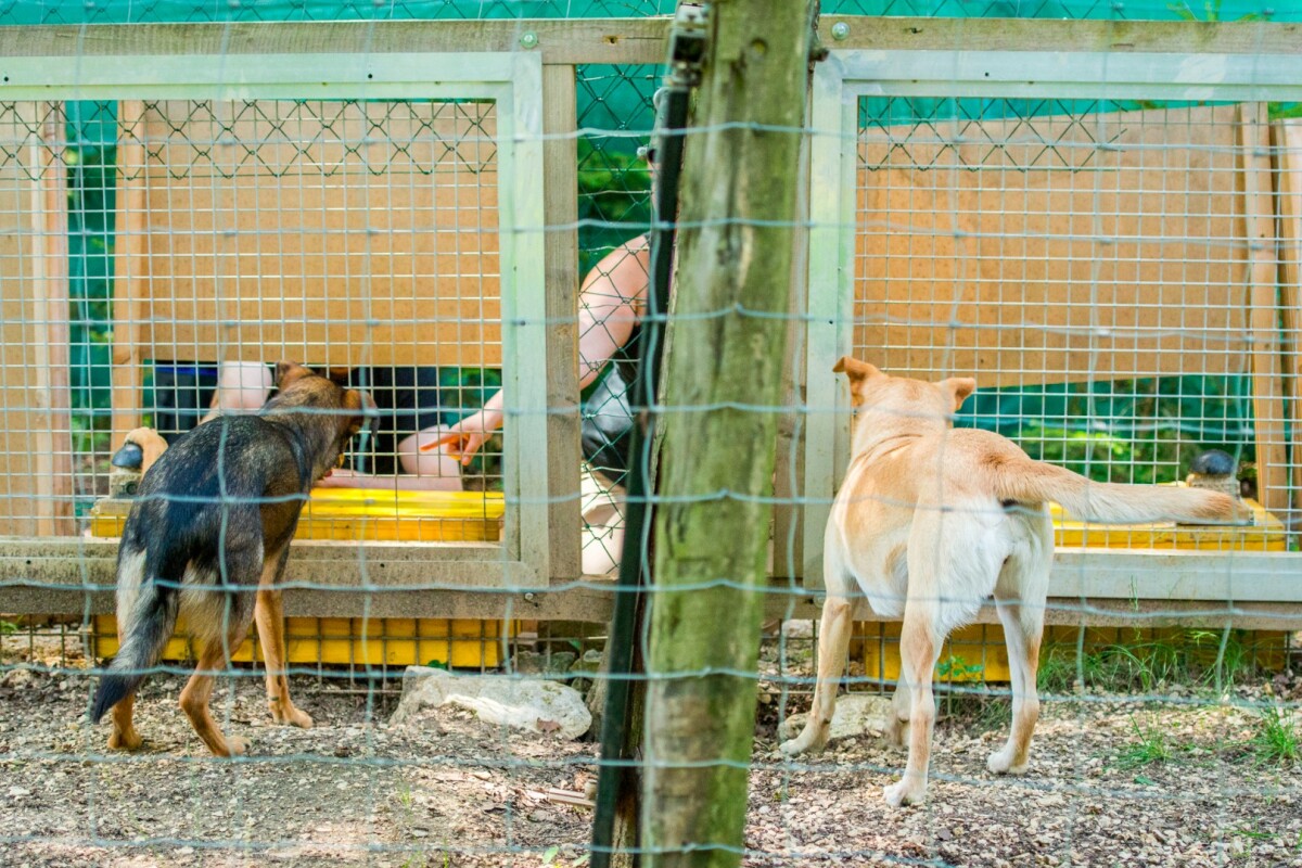 The testing setup, in which one dog (or wolf) can see another getting more or better treats