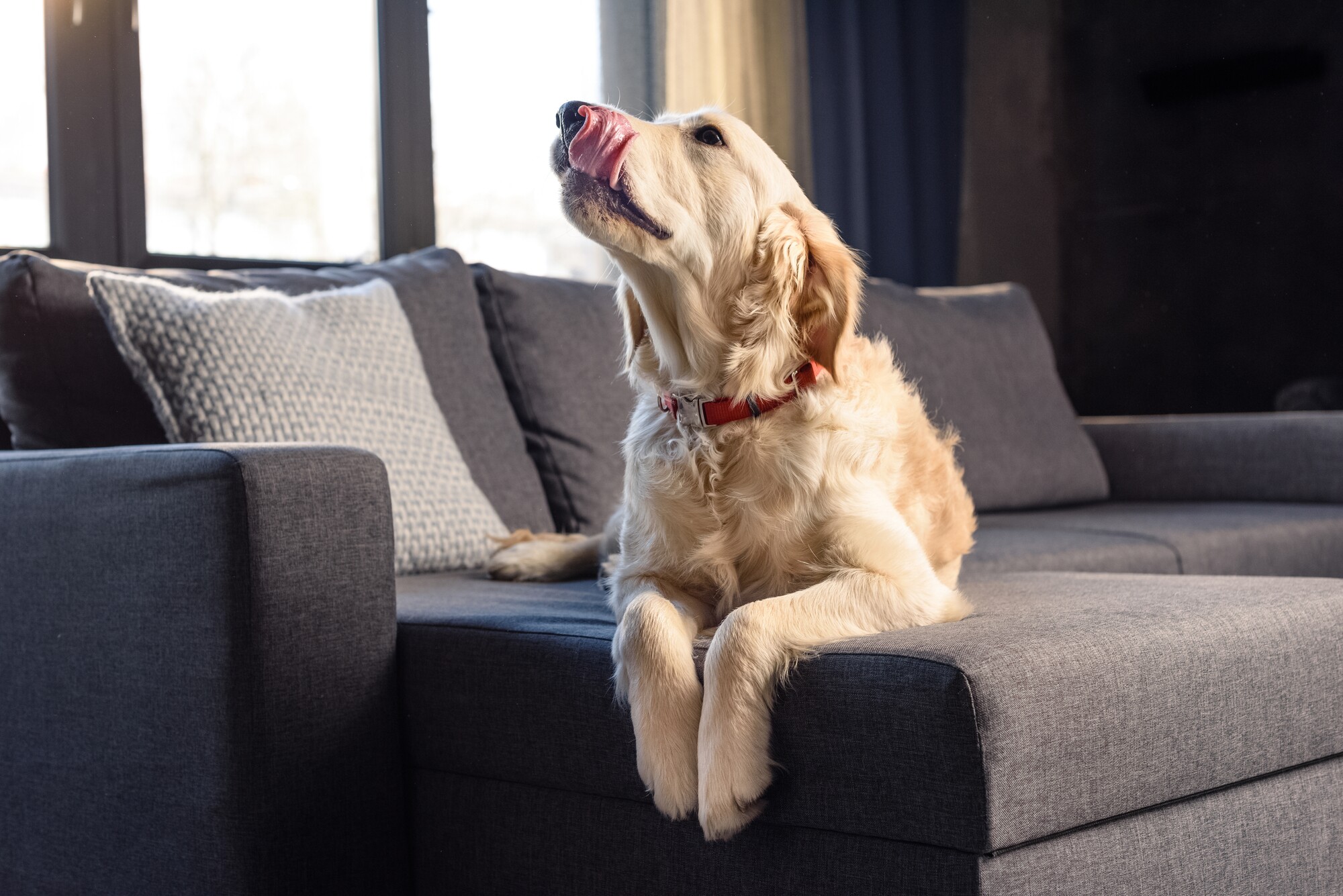 Study finds urban dogs to be more fearful than their country cousins Biology Diagrams