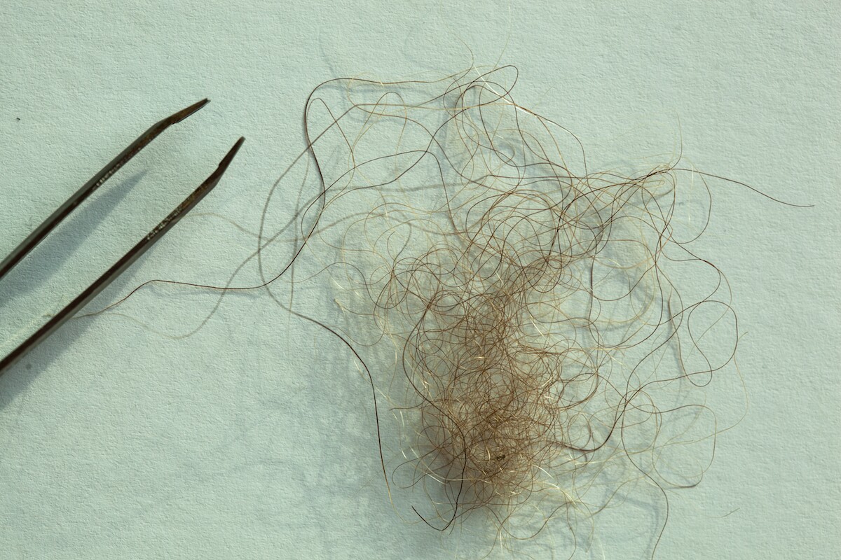 A sample of hair, believed to have come from a Yeti, was discovered to belong to a Tibetan brown bear