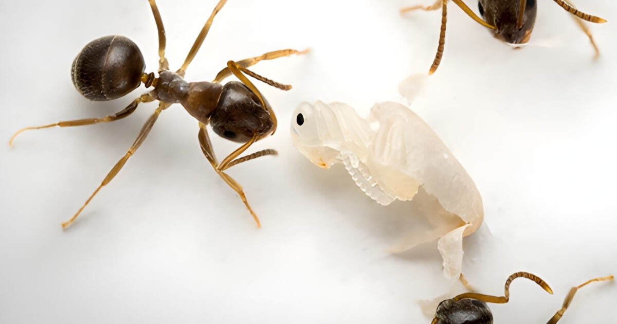 Sick ant babies request death by poison from nest mates
