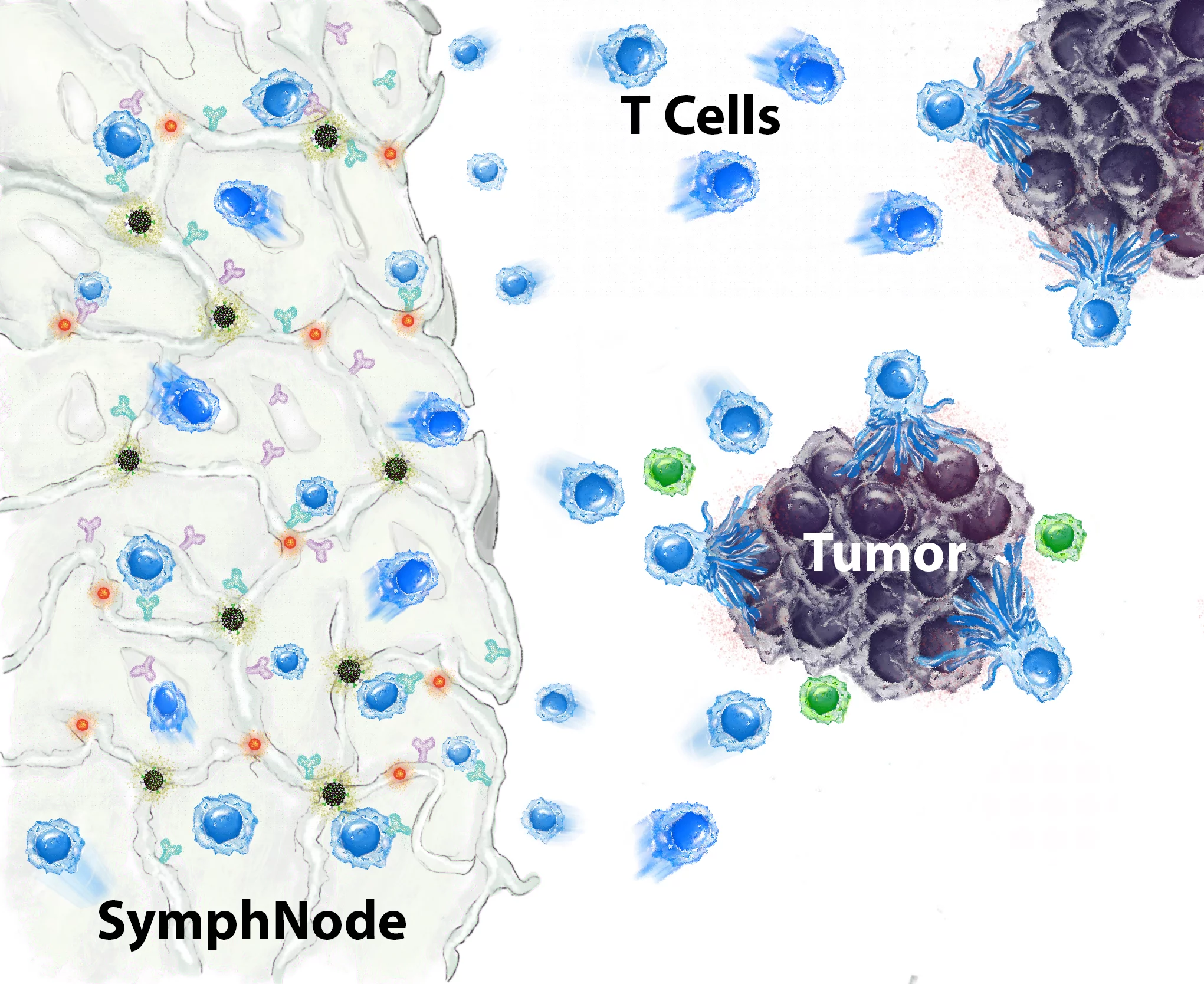 A diagram of a SymphNode summoning T cells to help fight tumors