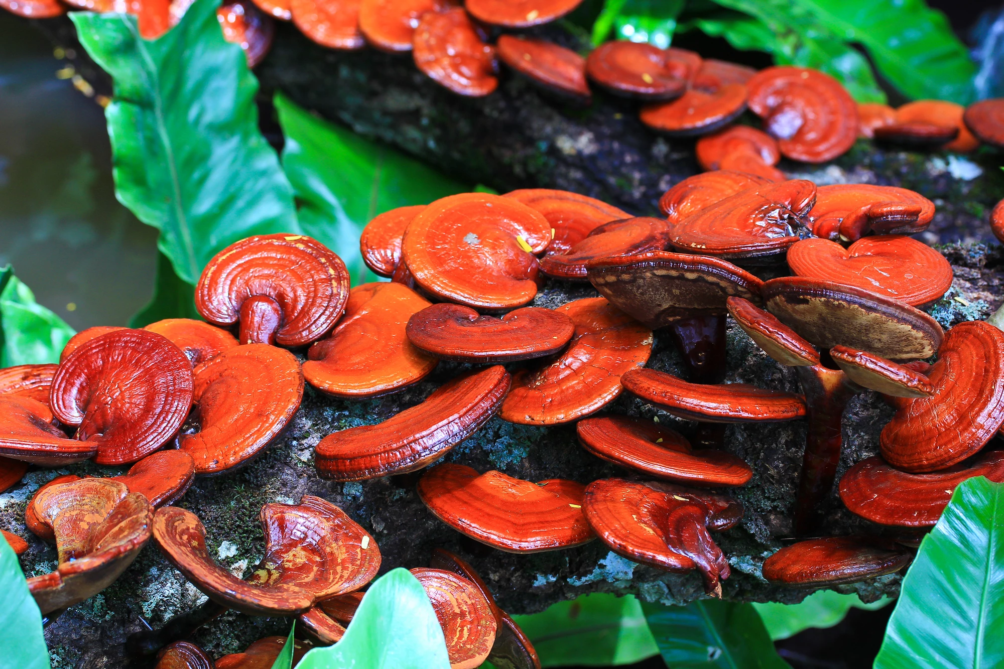The MycelioTronic substrate material is made from the skin of the reishi mushroom