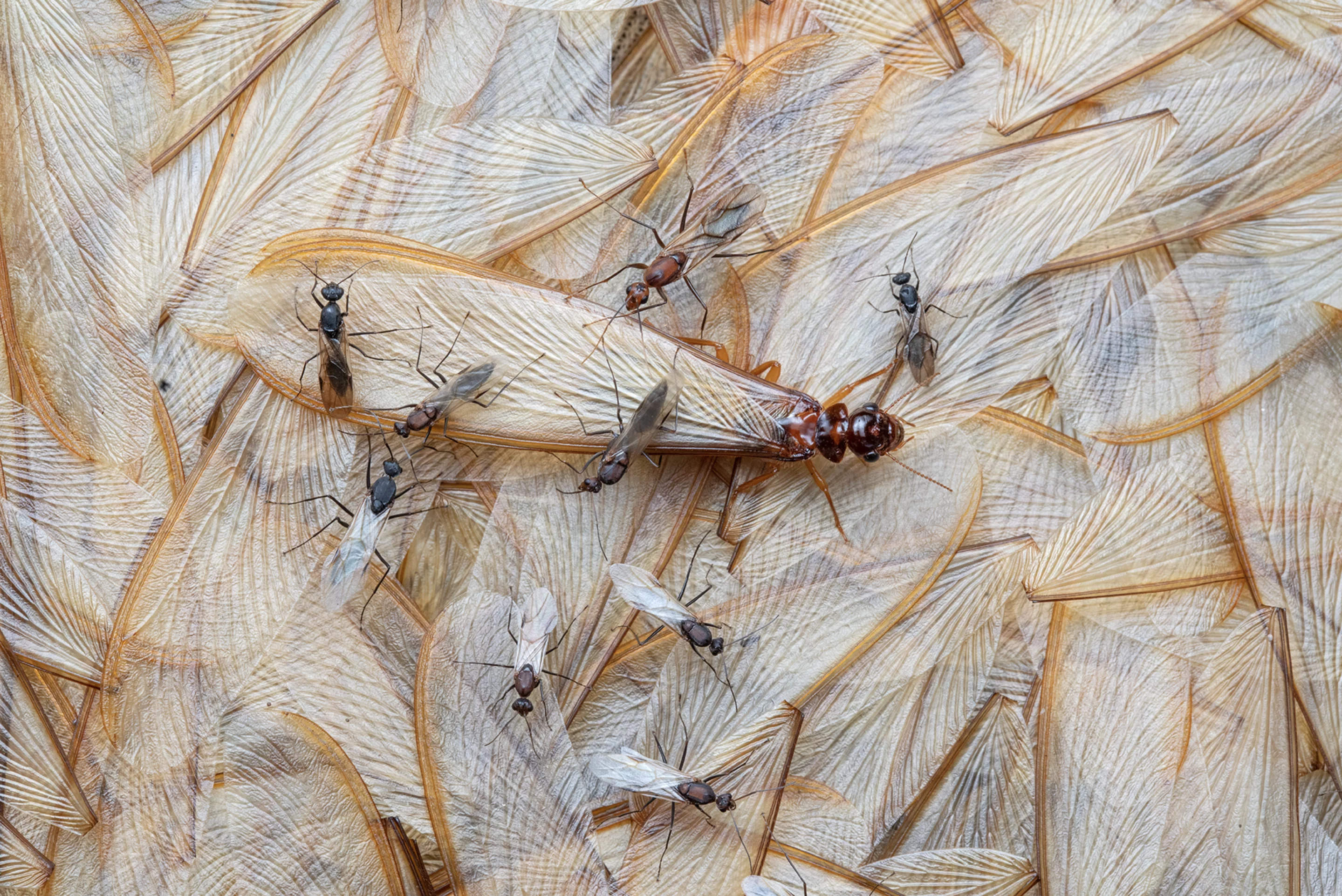Losing Wings by Piotr Naskrecki, Winged Life Winner, Gorongosa National Park, Mozambique