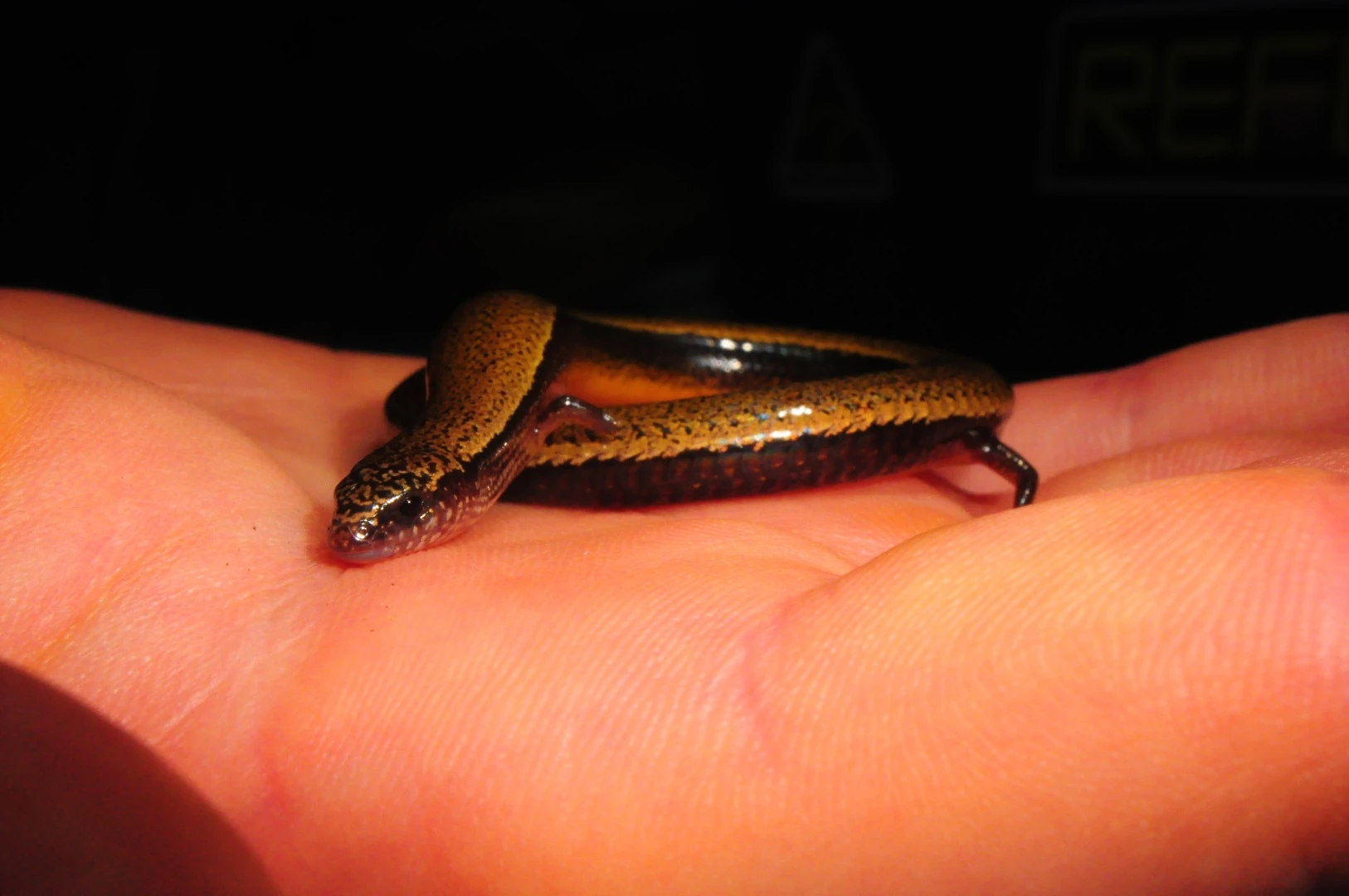 The three-toed skink is a good model for studying the evolution of pregnancy