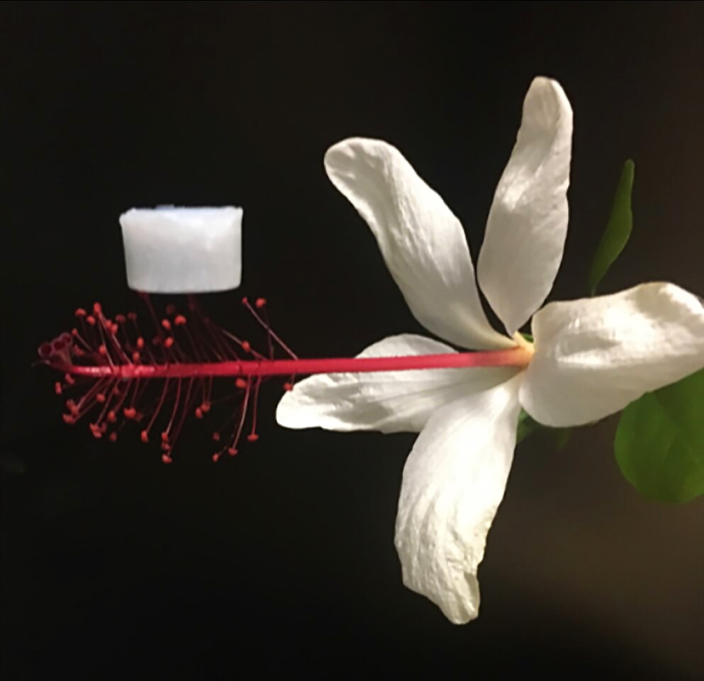 A sample of ceramic aerogel proves its lightness by resting on a flower