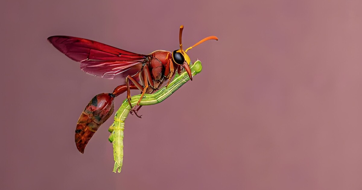 Wildlife photography preview at Natural History Museum